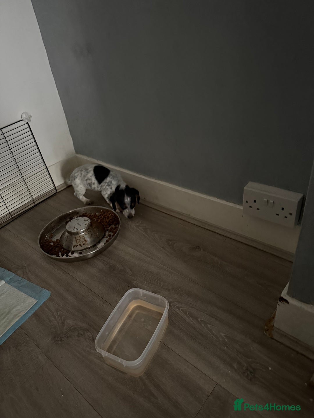 Mixed Breed dogs for sale: Doxipoo - Advert 10