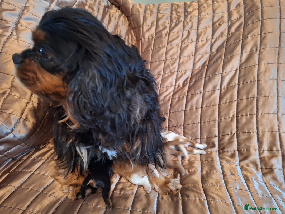 Cavalier King Charles Spaniel dogs for sale: Benton Cavaliers  - Image 5