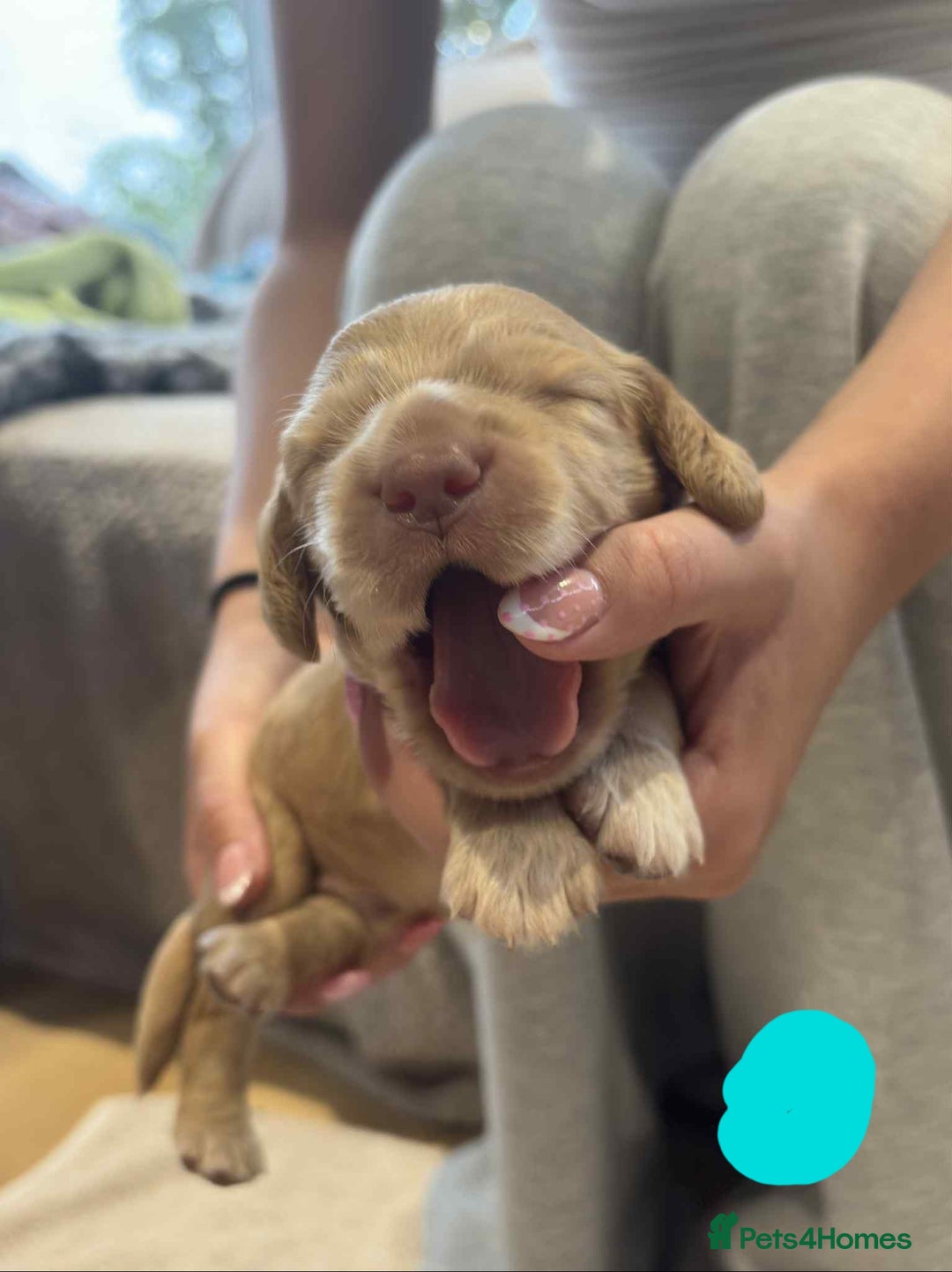 Cocker Spaniel dogs for sale: Working Cocker Spaniel Pups parents DNA tested - Image 29