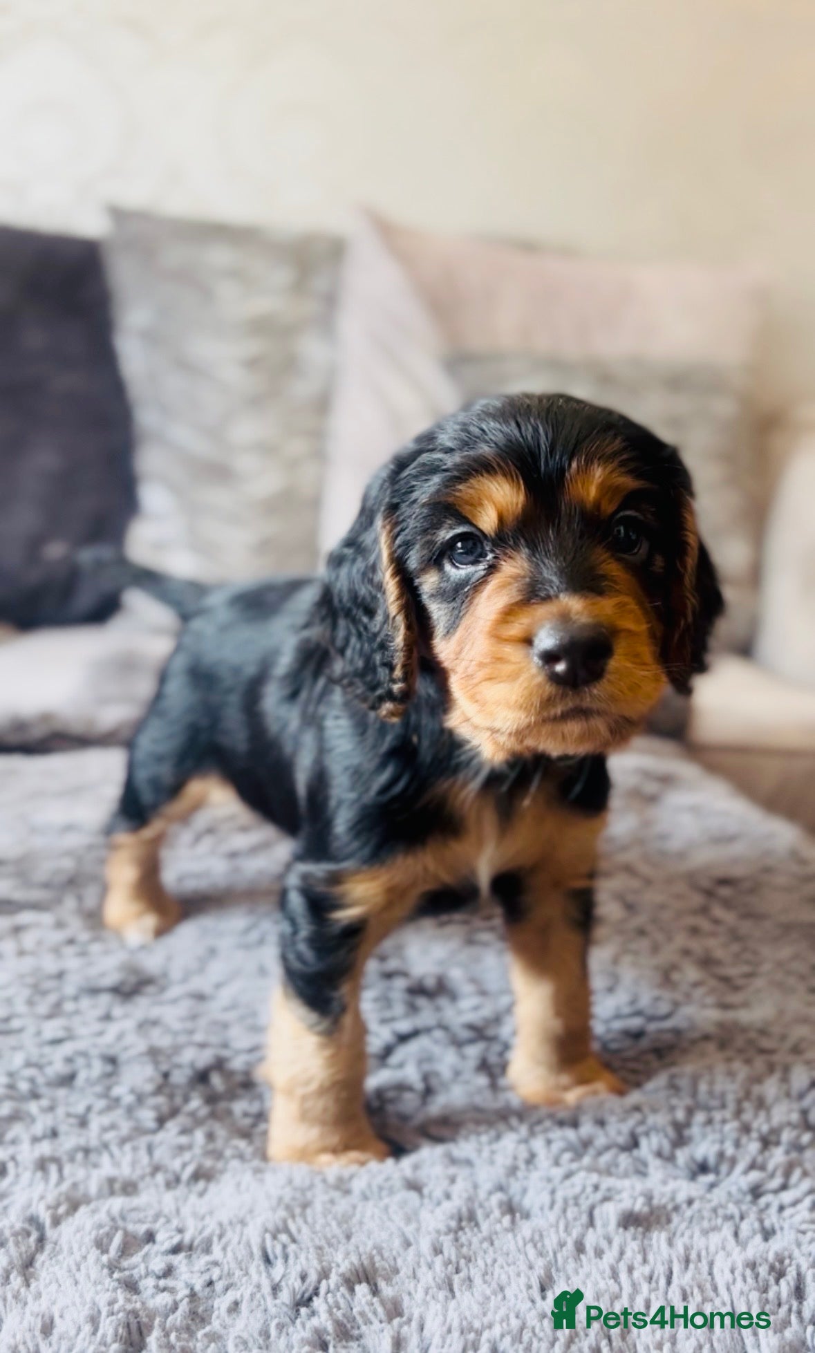 Cocker Spaniel dogs 1/4Cocker Spaniels left - Black and Tan boy 💙 - Advert 16