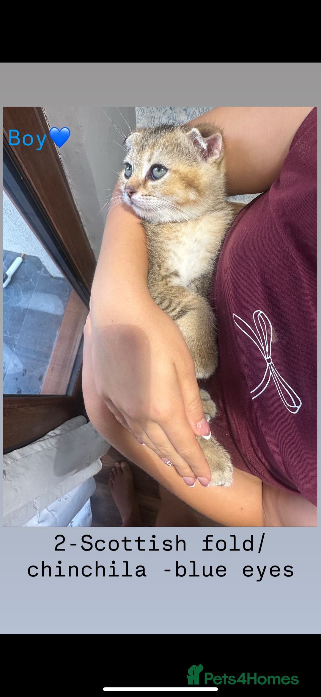 Scottish Fold cats for sale: Scottish fold / Chichilla kittens - Image 5