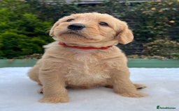 Labradoodle dogs for sale: F1 labradoodle  - Image 7