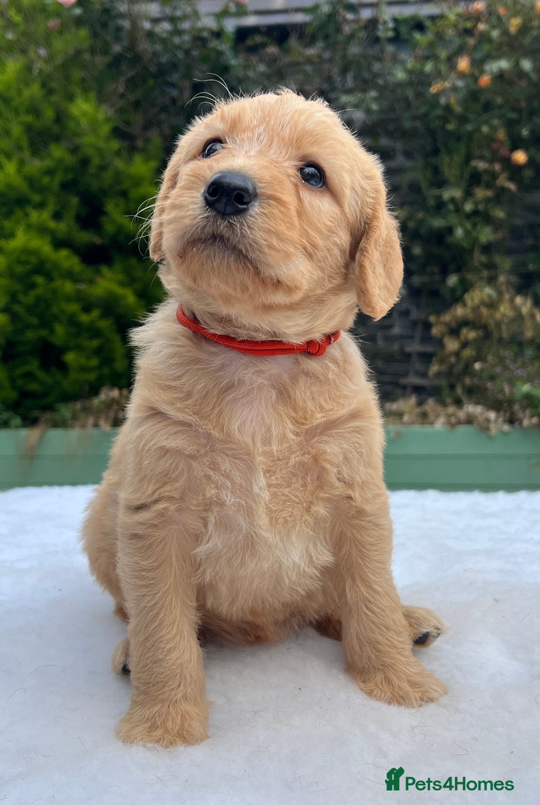 Labradoodle dogs for sale: F1 labradoodle  - Image 7