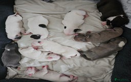 Staffordshire Bull Terrier dogs for sale:  Unique Classic Markings - Image 6