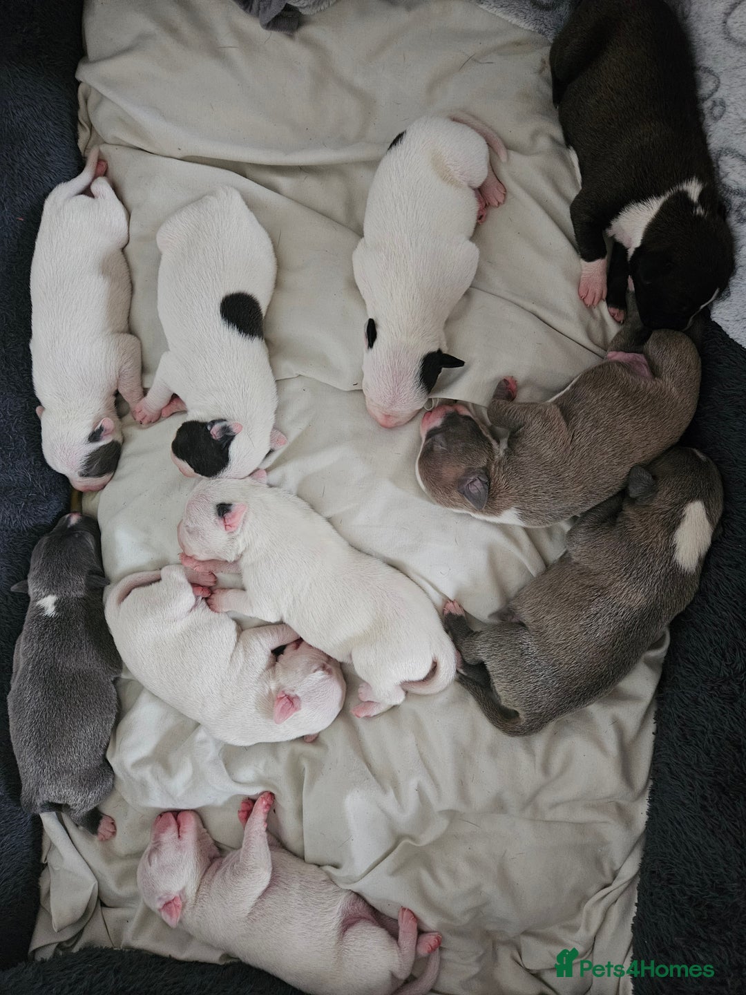 Staffordshire Bull Terrier dogs for sale:  Unique Classic Markings - Image 6