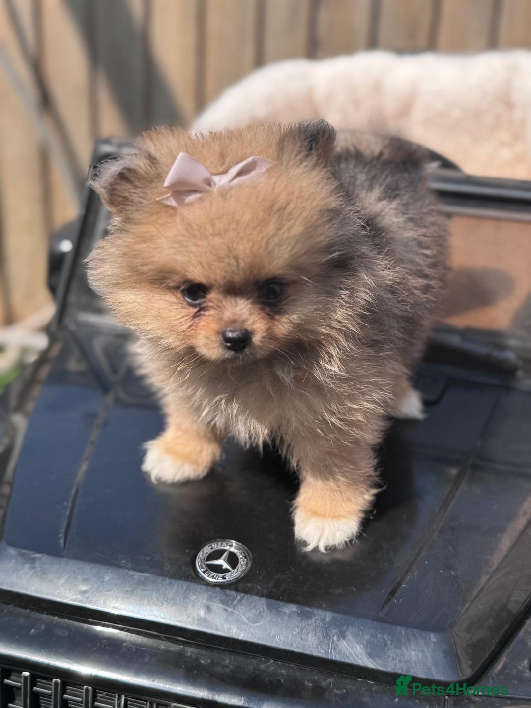 Pomeranian dogs for sale: Tea cup Pomeranians  - Image 12