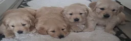 Golden Retriever dogs for sale: 1 KC girl ready for a new home! - Advert 13
