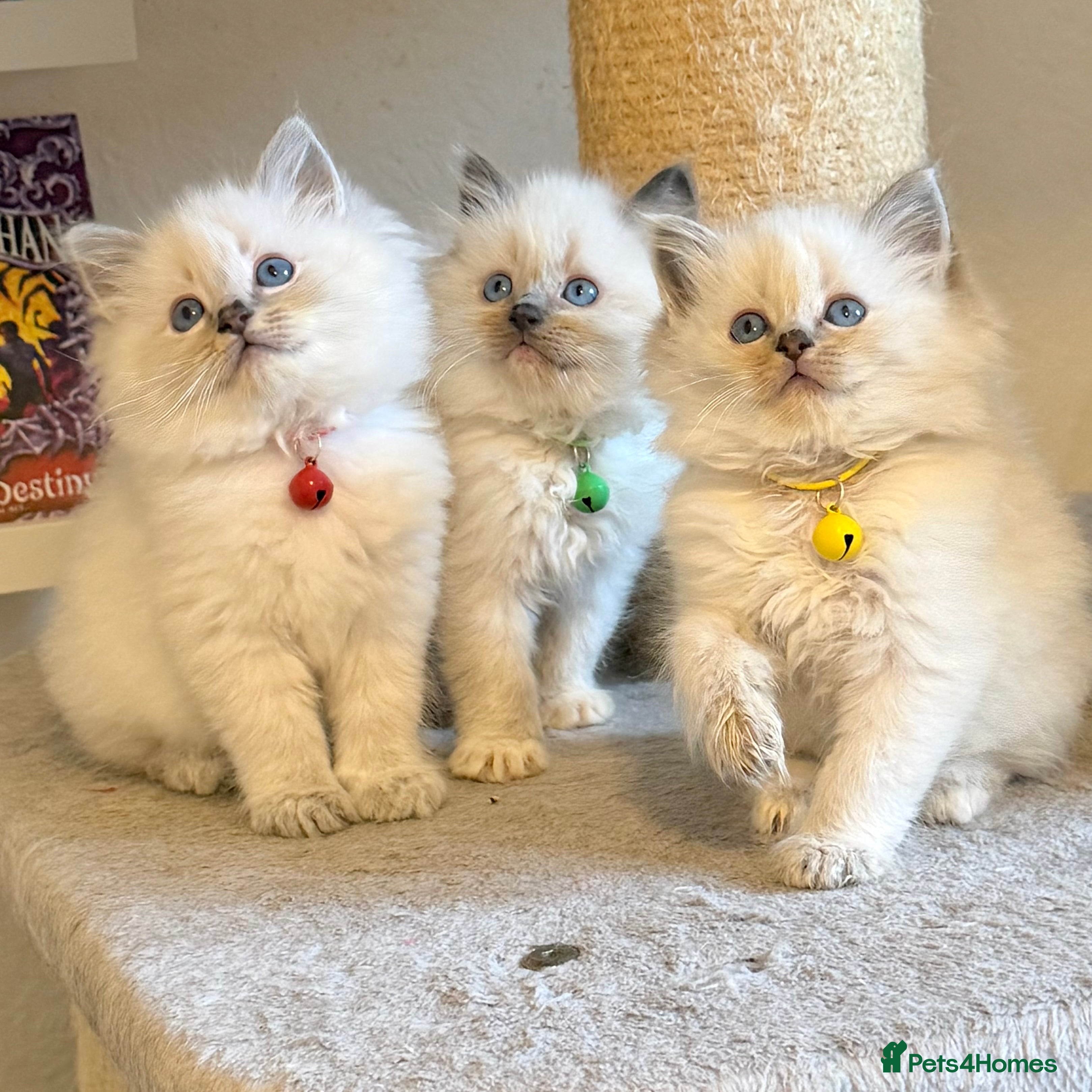 Ragdoll cats Fluffy, Cuddly, Playful, Affectionate Kittens - Advert 2