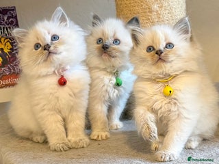 Ragdoll cats Fluffy, Cuddly, Playful, Affectionate Kittens - Advert 2