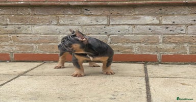 French Bulldog dogs - Advert 1