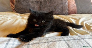 Persian cats - Advert 8