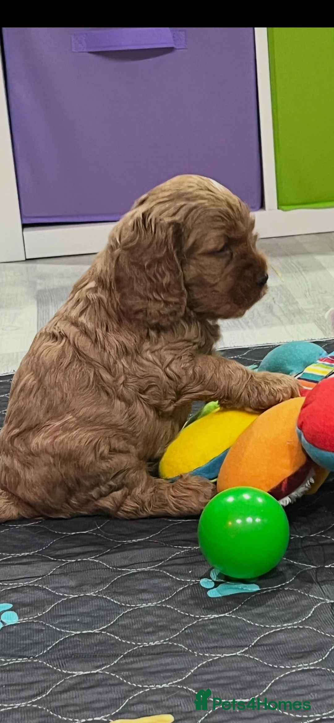 Cockapoo dogs for sale: STUNNING AMERICAN COCKAPOO ( Yankee Doodles)  - Advert 1
