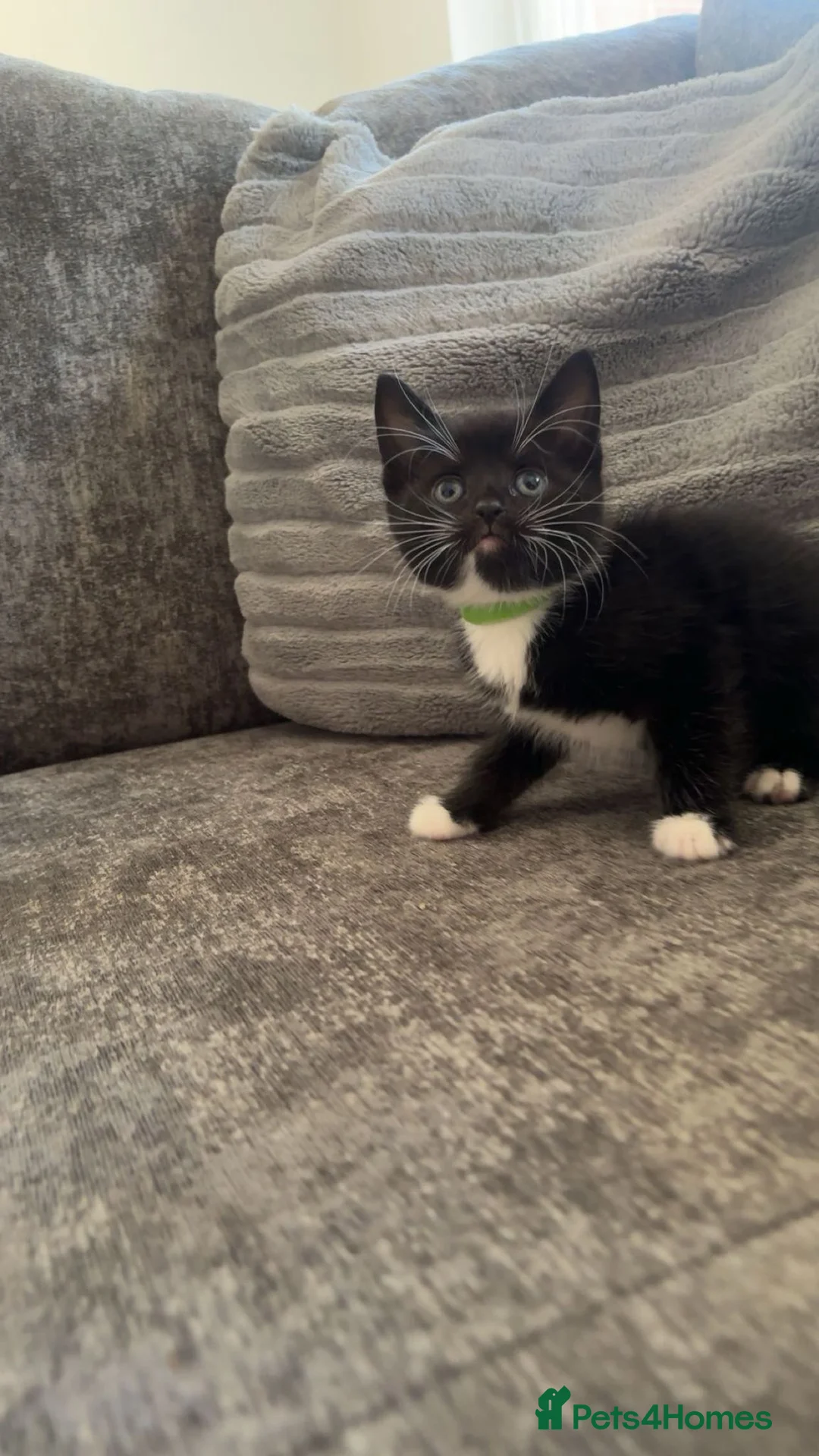 Mixed Breed cats for sale: Kittens for sale in Kettering - Advert 2