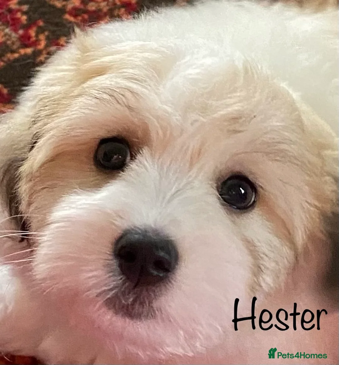 Coton De Tulear dogs for sale: KC reg Coton de Tulear parents DNA health tested  - Advert 25