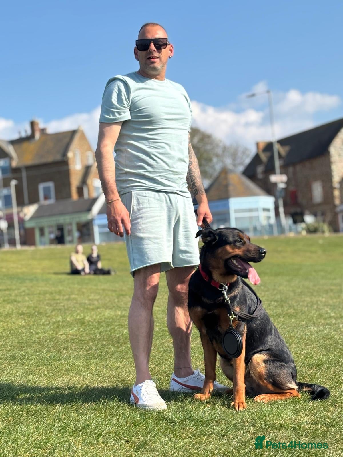 Mixed Breed dogs Molly – loving dog seeking the right match - Advert 6