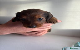 Miniature Dachshund dogs for sale: Miniature long haired dachshund puppies - Image 4