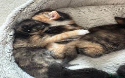 Mixed Breed cats for sale: Beautiful Maine Coone cross kittens  - Image 3