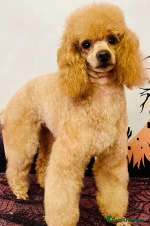 Cavapoo dogs in Alston - Advert 1