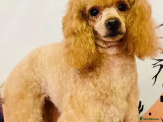 Cavapoo dogs KCd red Toy poodle at stud - Advert 16