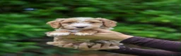 Cockapoo dogs for sale: F1 Cockapoos available 🐶 in Neath - Advert 8