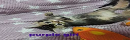 Mixed Breed cats for sale: Beautiful kittens looking for their forever homes  - Advert 19