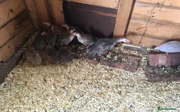 Guinea Fowl poultry for sale: Guinea fowl - Image 6