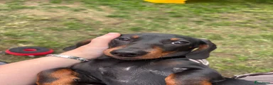 Miniature Dachshund 1