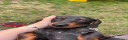 Miniature Dachshund dogs for sale: Miniature Dachshund puppies - Advert 4