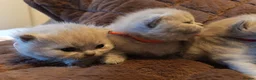 British Shorthair cats for sale: British Shorthair Lilac and Cream GCCF registered  - Advert 7