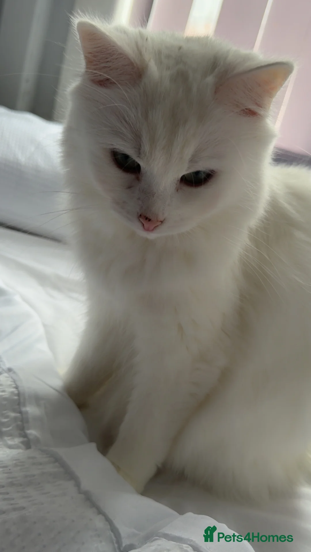 Turkish Angora cats for sale: 3years old female turkish angora - Advert 7