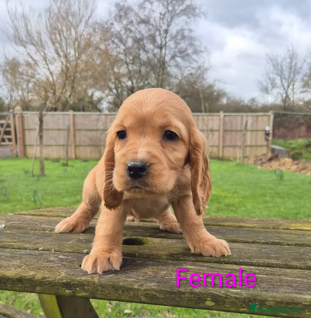 Cocker Spaniel dogs for sale: Golden Cocker Spaniels - Advert 6