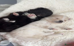 Pomeranian dogs for sale: Pomeranian pups🩵🩷 - Image 2