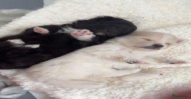 Pomeranian dogs - Advert 2