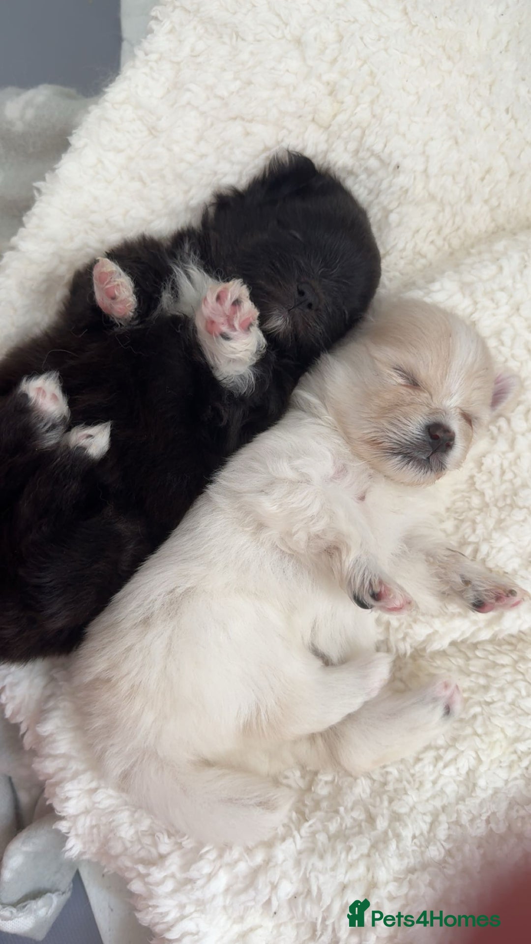 Pomeranian dogs for sale: Pomeranian pups🩵🩷 - Image 2