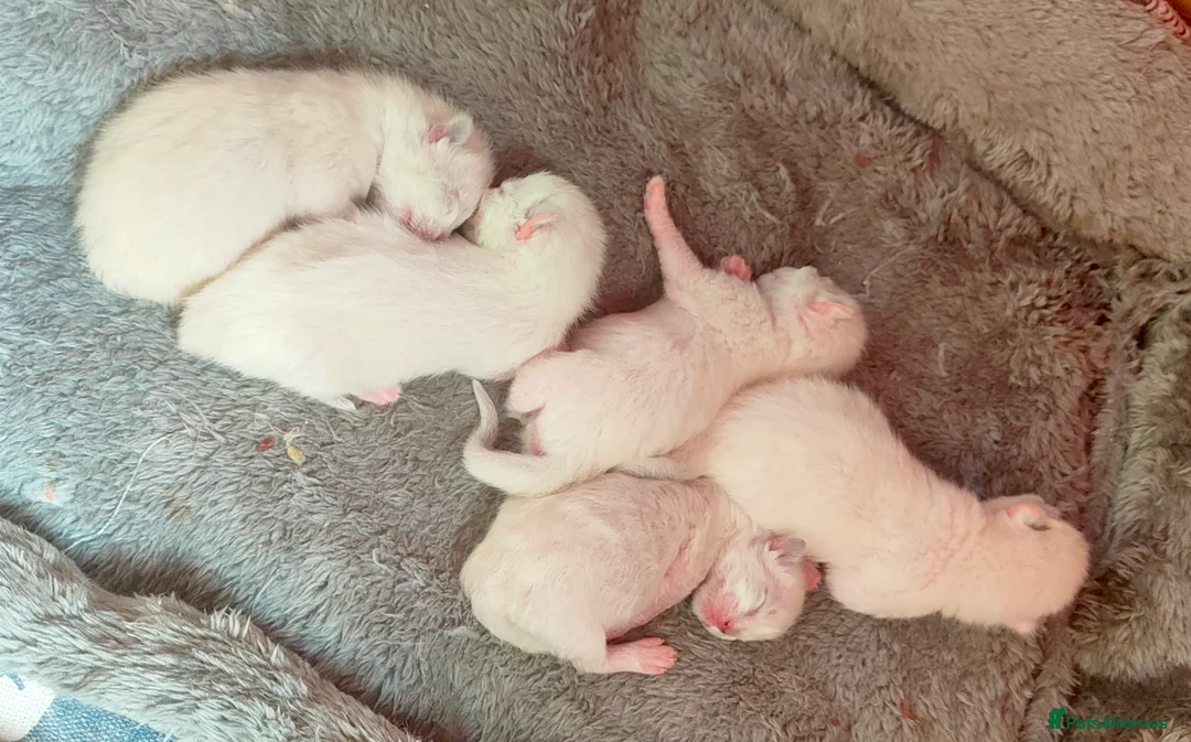 Ragdoll cats for stud: BiColour Ragdoll Available for Stud - Advert 9