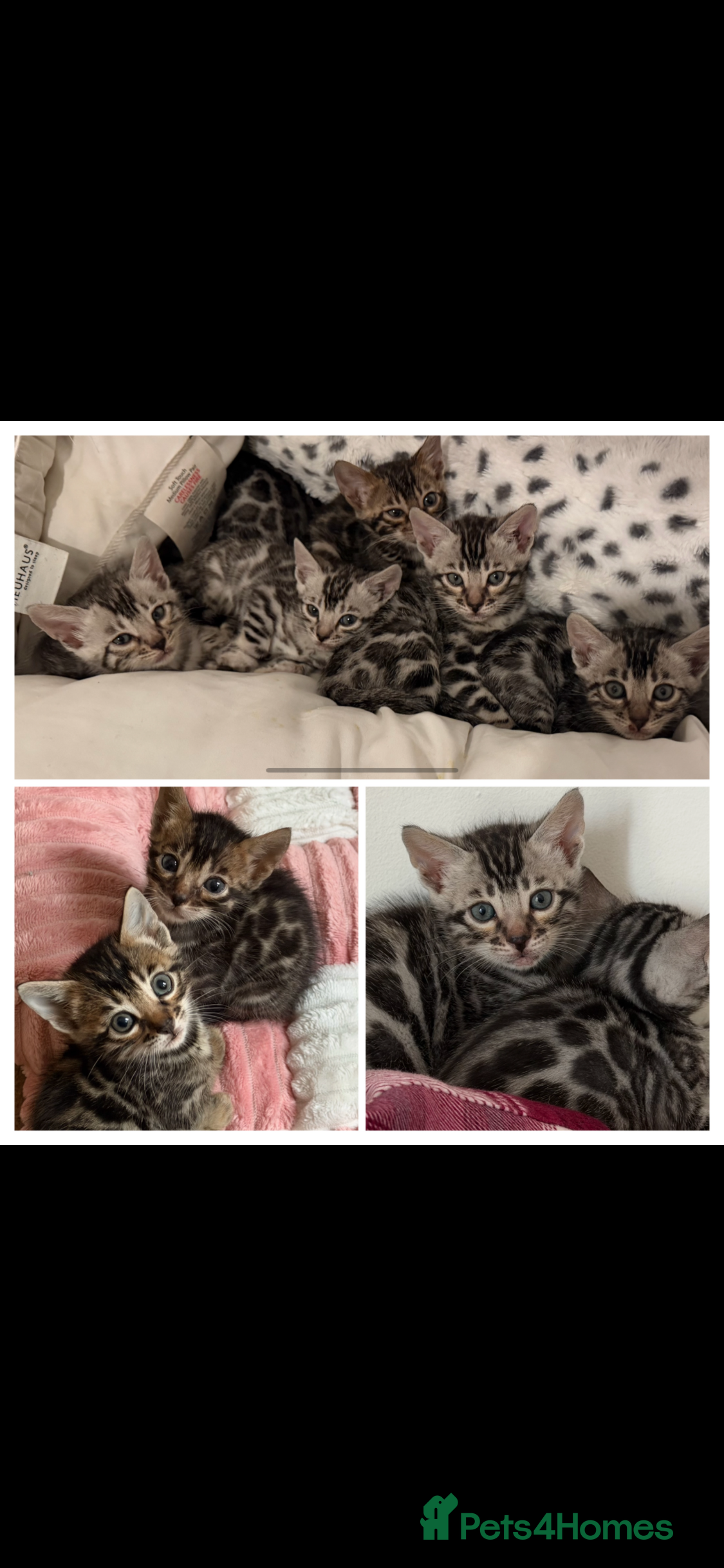 Bengal cats BENGAL 🔥 KITTENS TICA REGISTERED  - Advert 5