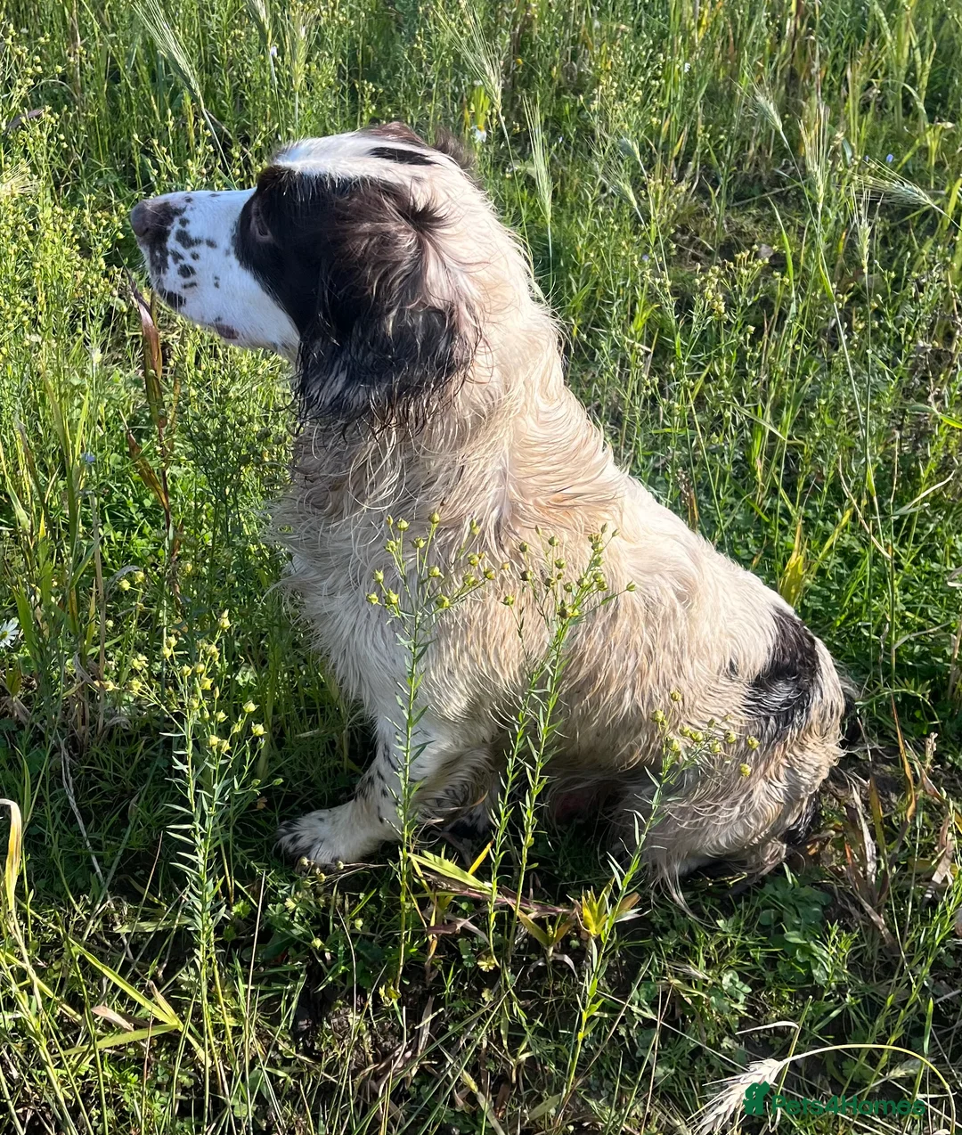English Springer Spaniel dogs for stud: Springer spaniel for stud  - Advert 4