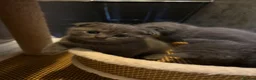 Scottish Fold cats for sale: 🐈‍⬛4 amazing Scottish Fold/Straight kittens - Advert 5