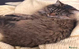 American Shorthair cats for sale: Tabby Cat - Image 1