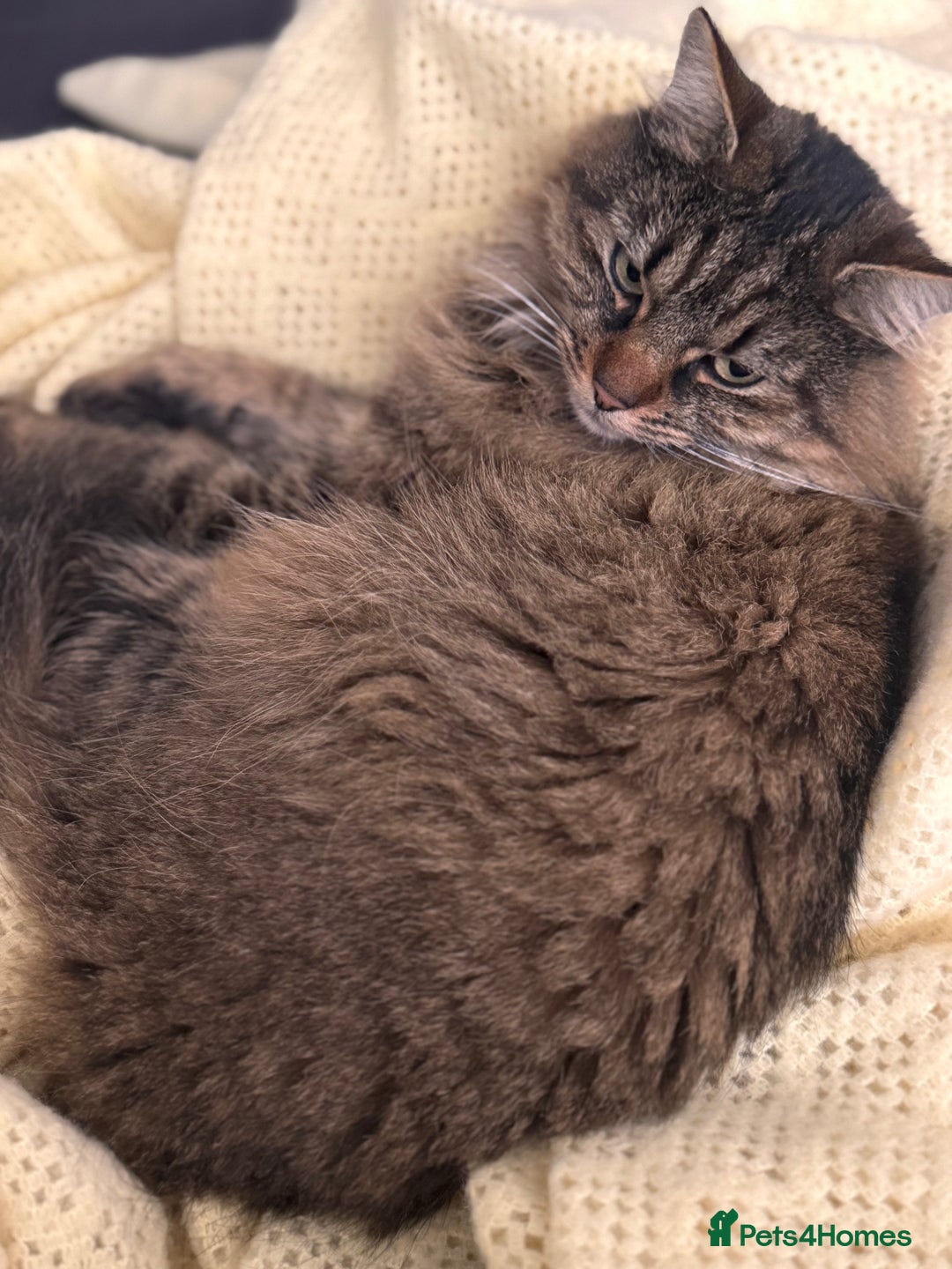 American Shorthair cats for sale: Tabby Cat - Image 1