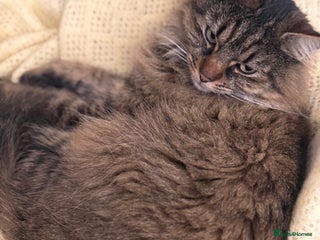 American Shorthair cats - Advert 1