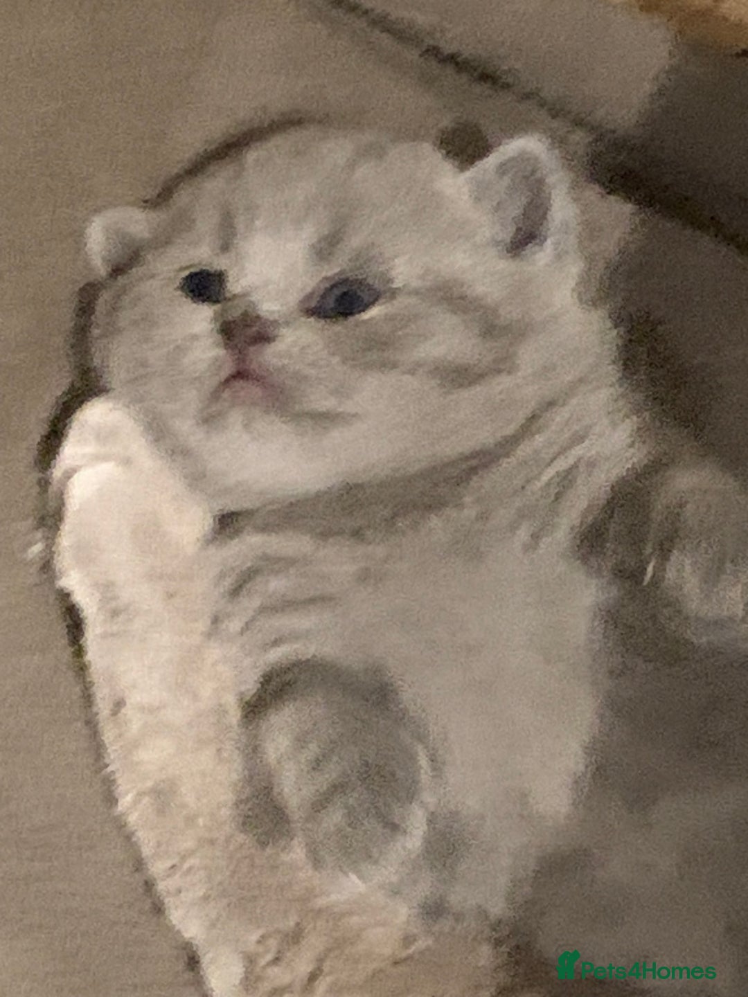 British Shorthair cats for sale: 1 Boy Left-GCCF Pedigr Pure Blue British Shorthair - Image 5