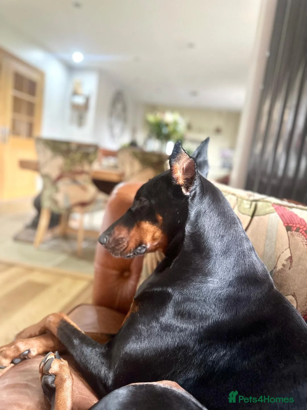 Dobermann dogs for sale: CHESHIRE WORLD CLASS DOBERMAN PUPPY in Winsford - Advert 14