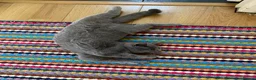 British Shorthair cats for sale: British Shorthair kittens to sell - Advert 27