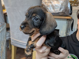 Miniature Dachshund dogs Miniature dachshund puppies - Advert 10