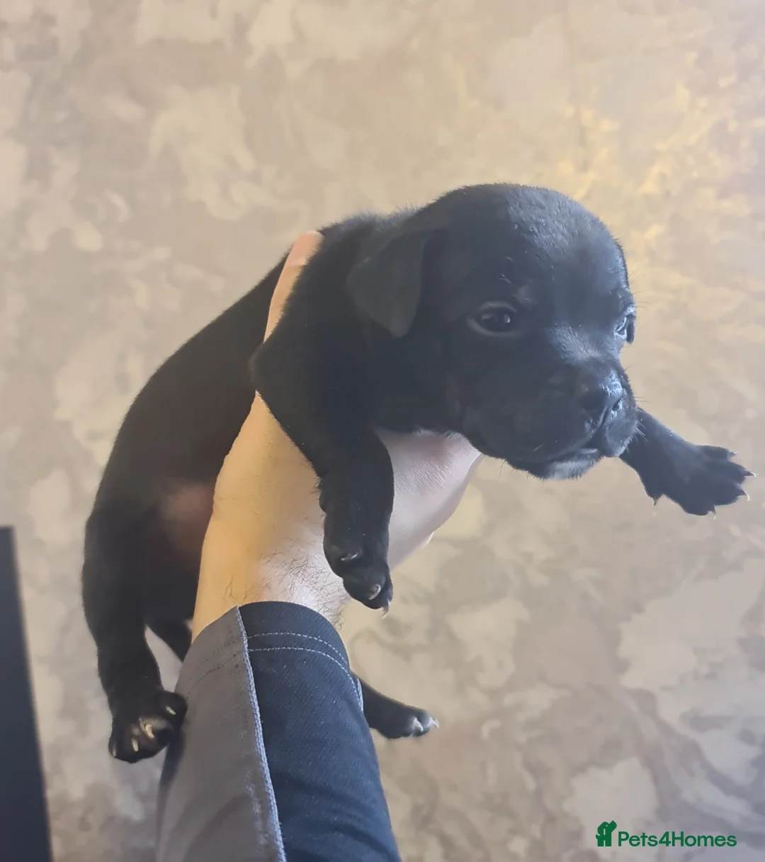 Staffordshire Bull Terrier dogs for sale: Adorable Black and blue kc staffy puppys  - Advert 3