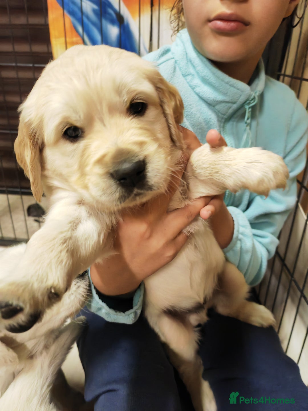Golden Retriever dogs for sale: Gorgeous Golden Retriever Puppies  - Image 5