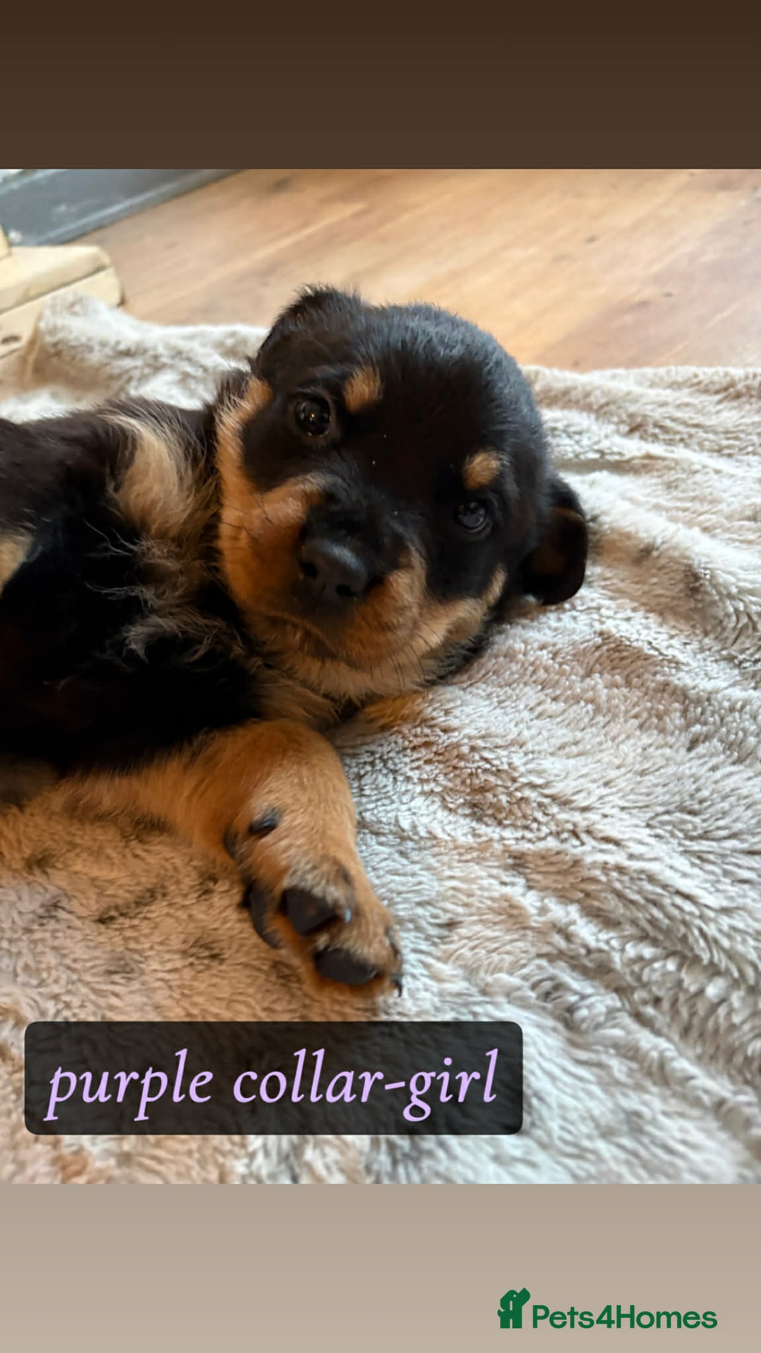 Rottweiler dogs for sale: Rottweiler Puppies  - Advert 12