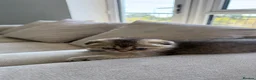 Scottish Fold cats for sale: GOLDEN BROWN Scottish Fold TICA verified  - Advert 3