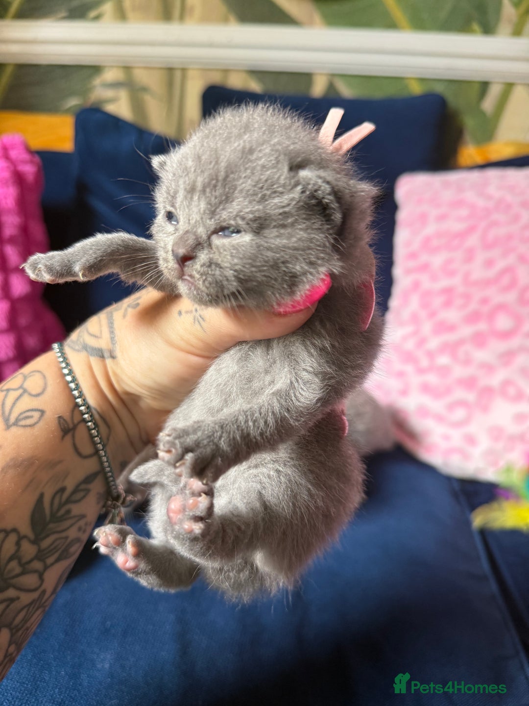British Shorthair cats for sale: British Shorthair Champion Line kittens 🏆🥇😻 - Image 15